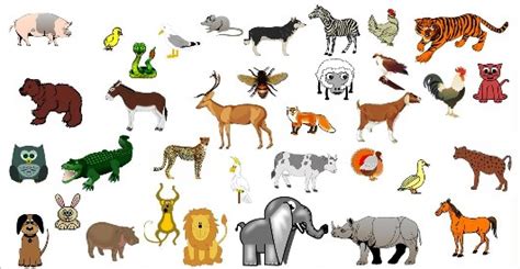 25 ejemplos del reino animal   Reino animal