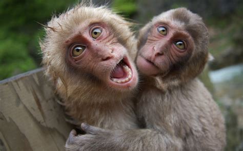 25+ Funniest Pictures Of Monkeys | Picsoi