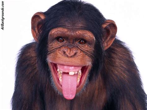 25+ Funniest Pictures Of Monkeys | Picsoi