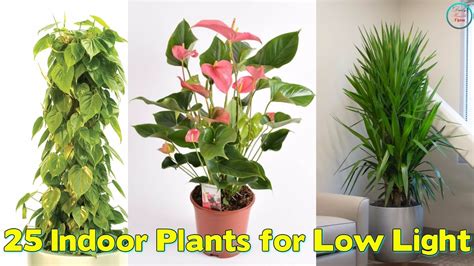 25 Indoor Plants for Low Light   YouTube
