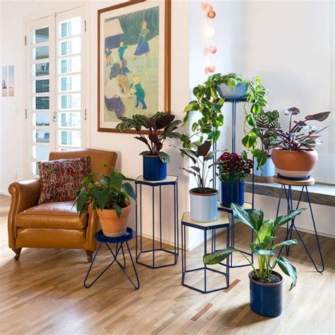 25+ melhores ideias sobre Plantas internas no Pinterest ...