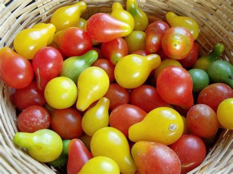 25 Semillas De Tomate Pera Variedad Rojo Y Amarillo   $ 30 ...