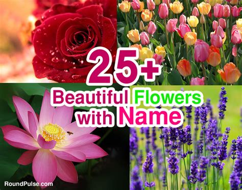25+ Top & Beautiful Flowers Names & Image 2017   Flowers Names