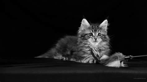 2560x1440 cat wallpaper. WQHD 1440p  Wide Quad HD  16:9 ...