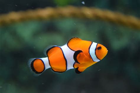 257 Amazing Fish Photos · Pexels · Free Stock Photos