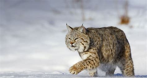 26 best images about Bobcat Reference on Pinterest | Cats ...