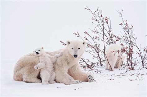 26 Fotos de Osos polares