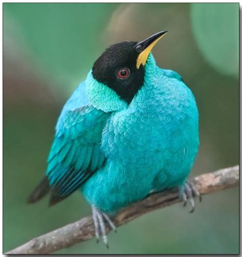 276 best Exotic Birds images on Pinterest