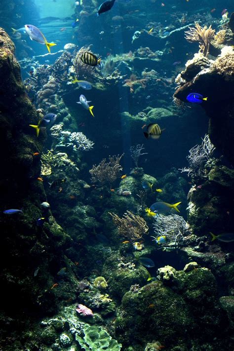 28 best fondos del mar images on Pinterest | Del mar ...