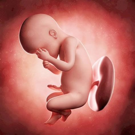 28 semanas de embarazo: ¡Ya reconoce tu voz!