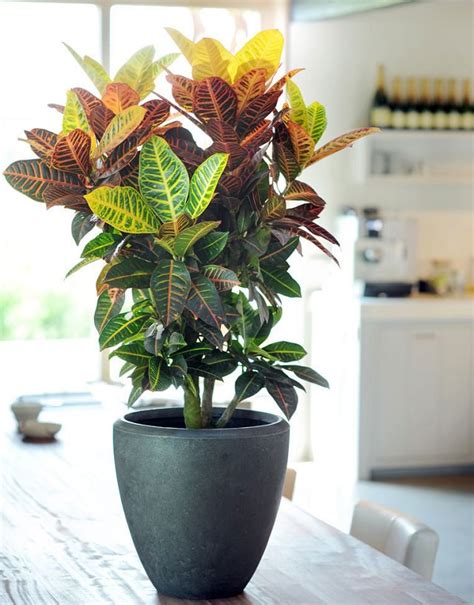 29 Most Beautiful Houseplants You Never Knew About ...