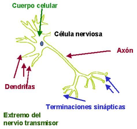 3.1. Composición de las neuronas. | PSICOLOGÍA  Bachillerato