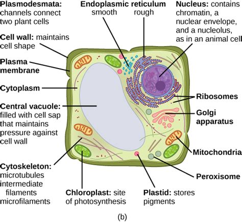 3.3 Eukaryotic Cells – Concepts of Biology 1st Canadian ...