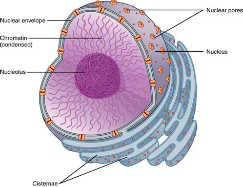 3.3 The Nucleus and DNA Replication – Anatomy and Physiology