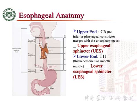 3 anatomy & physiology of esophagus