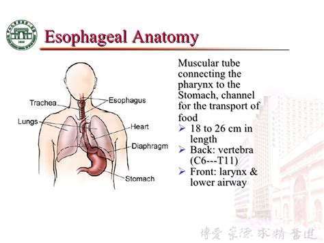 3 anatomy & physiology of esophagus
