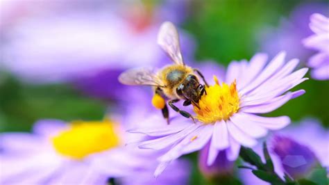 3 cosas que podemos hacer para salvar a las abejas ...