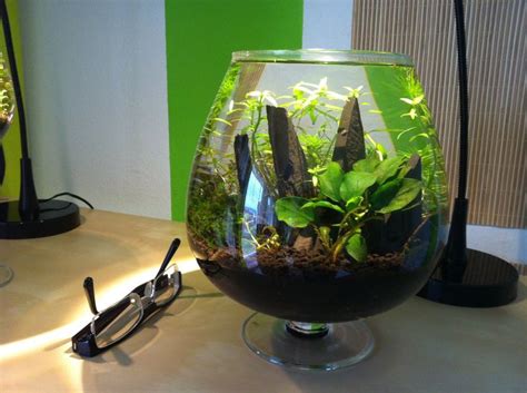 3 Liter nano Tank #aquascaping | Aquascaping | Pinterest ...