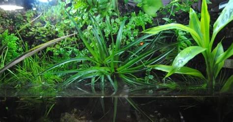 3 plantas ideales para un acuario de agua dulce   Plantas ...