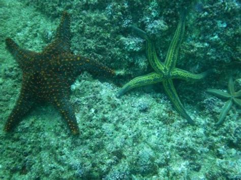 3 tipos de estrellas de mar, increible la fauna que ...