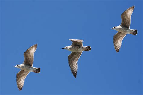 3 White Birds Flying Under Blue Sky · Free Stock Photo