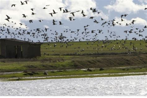 30.000 aves pasan el puente en Villafáfila | Castilla y ...