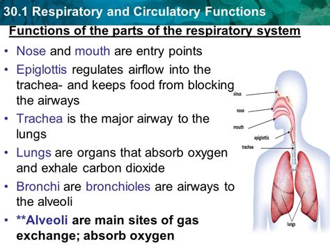 30.1 Respiratory Functions   ppt video online download