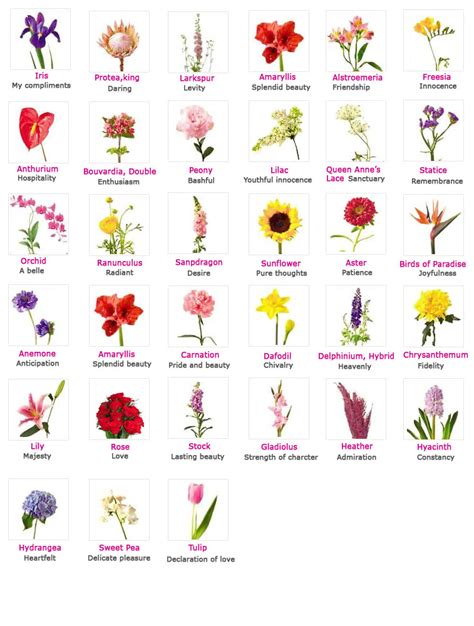 30 Flower Pictures And Names List