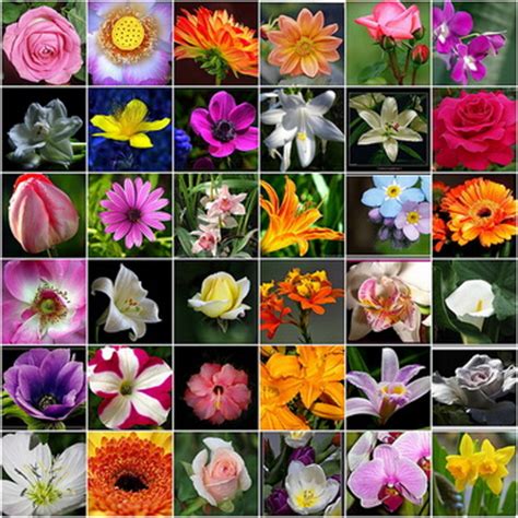30 Flower Pictures And Names List