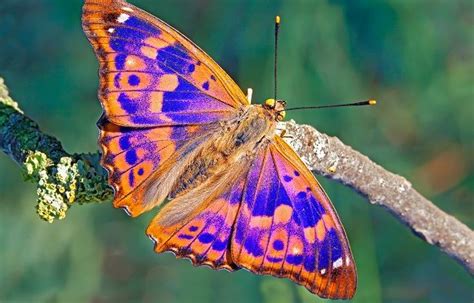 30 mariposas coloridas: Imágenes para compartir por ...