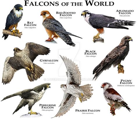 32 best falcon images on Pinterest