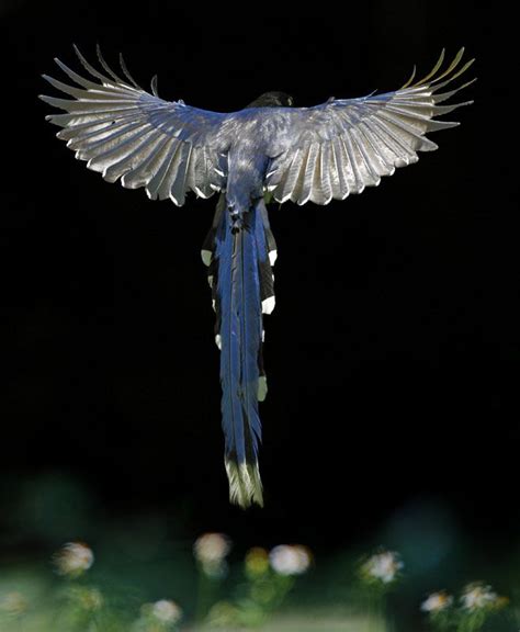 32 best quetzal images on Pinterest | Beautiful birds ...