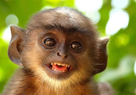 32 Funny Monkey Pictures Which Are Unbelievable | CreativeFan