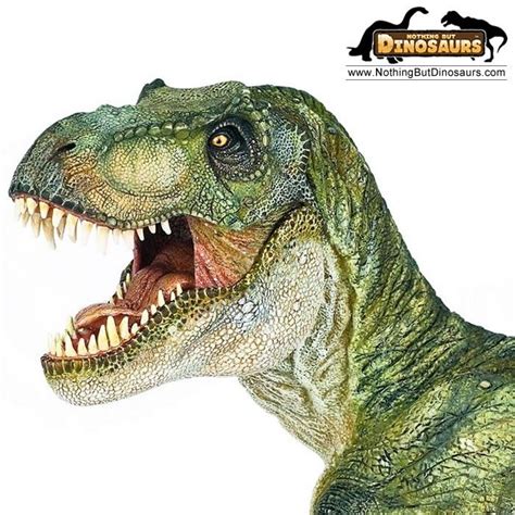 34 best Dino images on Pinterest | Tyrannosaurus ...