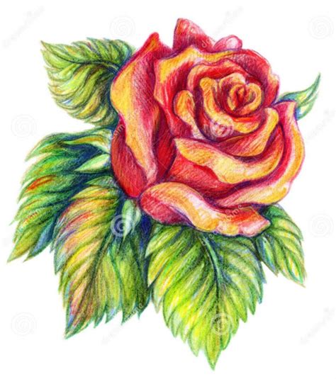 35 Beautiful Flower Drawings and Realistic Color Pencil ...