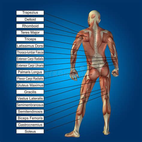 3D Menselijke Mannelijke Anatomie Met Spieren En Tekst ...