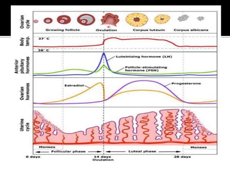 4.2 the role of hormones in the menstrual cycle