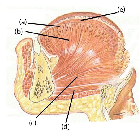 4.4 Intrinsic tongue muscles