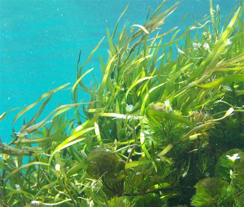 4 Algae, con algas marinas ricas en yodo y minerales ...