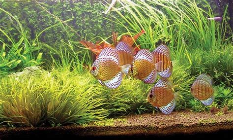 4 Benefits of Having Aquatic Plants In Your Aquarium