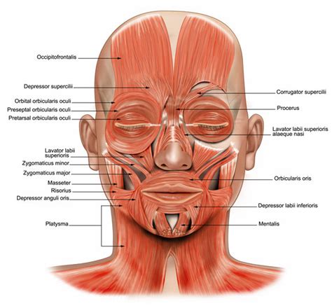 4 facial muscles anatomy in Muscles   Biological Science ...