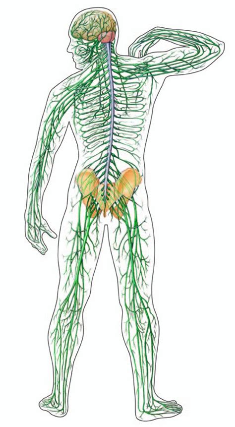 4. Sistema nerviós i sistema endocrí | Naturalsom