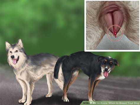 4 Ways to Know When to Breed Your Dog   wikiHow