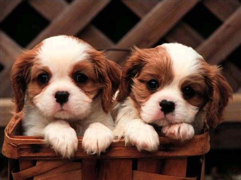 40+ Beautiful And Cute Puppies Pictures