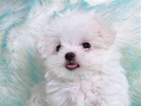 40+ Beautiful And Cute Puppies Pictures