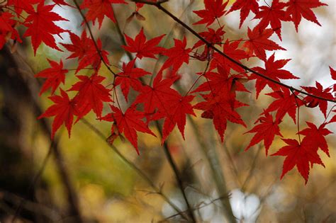 40 Fotografias de paisajes de otoño   Imágenes   Taringa!