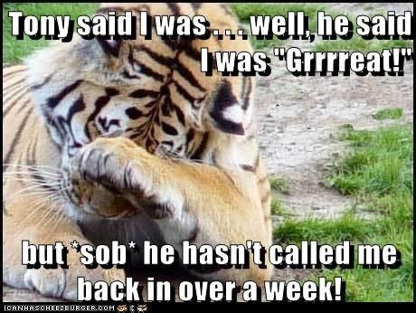40 Most Funniest Tiger Meme Images And Pictures