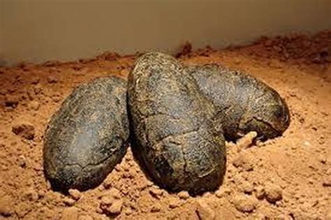43 huevos de dinosaurios fueron encontrados en China