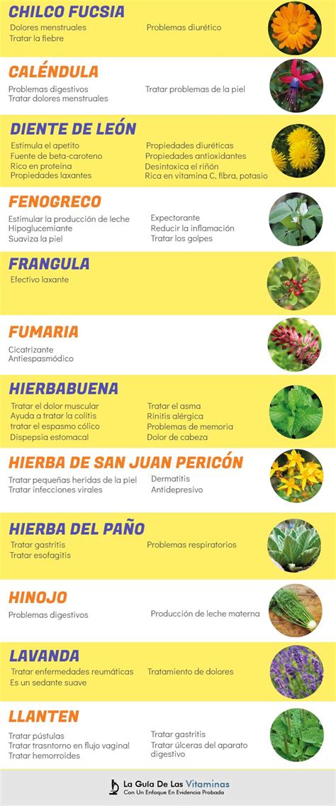 44 Plantas Medicinales, Para Qué Sirven y Como Cultivarlas