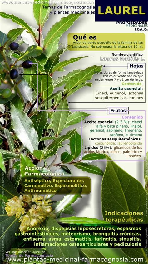 46 best images about Plantas medicinales   Farmacognosia ...